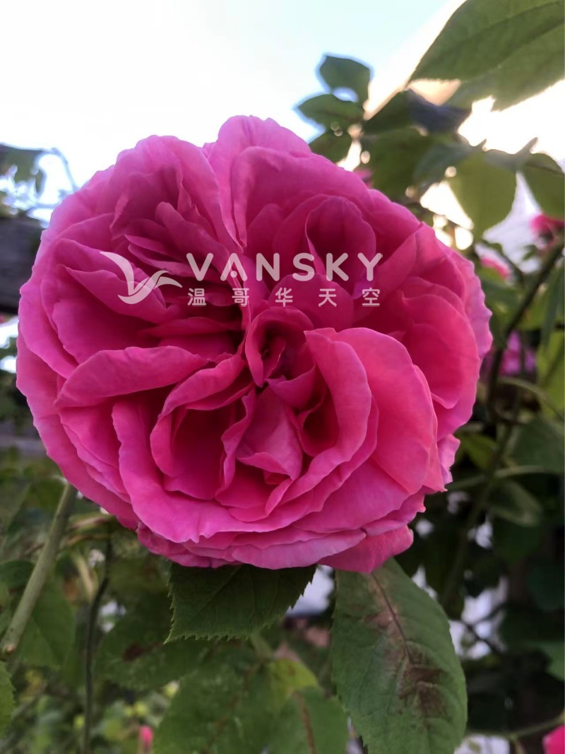 250603194838_Weixin Image_20250603194726.jpg